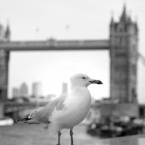 tower bridge
