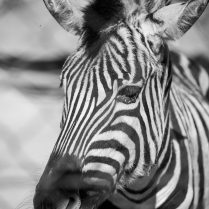 zebra