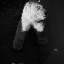 eisbär