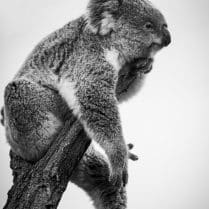 koala