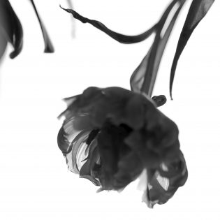 tulip